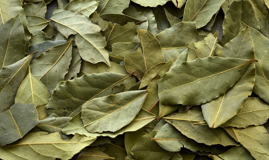 The Global Bay Leaf Market is Driven by Rising Demand from Food Industry
