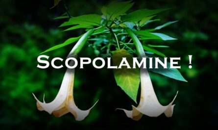 Scopolamine Market